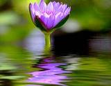 a singer lavender flower growing through a field of water