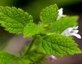 photo of a lemon-balm plant in bloom