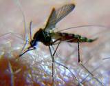 a photo of a mosquito biting a mans hand needing a natural pest control