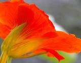 photo of the underside of an orange nasturtium flower