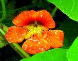 photo of a nasturtium flower with morning dew