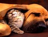 A content kitten nestled under a hound dogs ear after using natural flea pest  control remedy