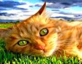 A big beautiful red tabby cat with big green eyes contently laying in the grass after using a natural flea pest control remedy