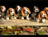 7 beagle pups sitting on a barn ledge after getting a natural flea pest control remedy