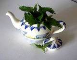 photo of a teapot with fresh nettle growing out of it makes healthy medicinal tea