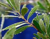 photo of olive leaves with dew resting on them