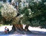photo of a very old olive tree