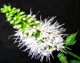 photo of a peppermint plant blossom looking ready to making peppermint tea