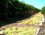 photo of white raisins drying out in the sunshine white raisins are an ingredient in the recipe for natural remedy for arthritis