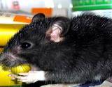 photo of a large black rat