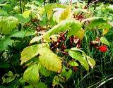 Red raspberry plant is a common medicinal herb.