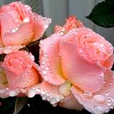 photo of pink roses with dew drops
