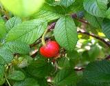 photo of a live rose hip plant for rose hip tea