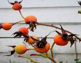 photo of ripe rose hips ready for picking to make rose hip tea