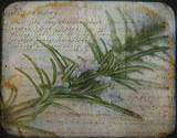 photo of a journal full of herbal wisdom with a sprig of rosemary