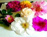 A variety of selected roses laying on a table
