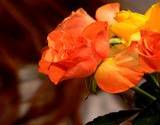 a photo of tangerine roses