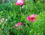 a photo of pink wild roses growing