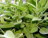 photo of close-up of fresh sage to make sage tea