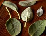 photo of sage leaves drying on a wooden table to make sage tea