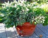 photo of a potted sage plant to make sage tea
