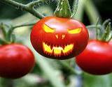 photo of growing tomatoes with evil carving blamed for salmonella outbreak in U.S. in 2008