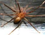 photo of a brown recluse spider