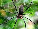 photo of a garden spider building its web