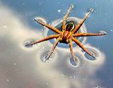 photo of a water spider floating on the water waiting for its next meal