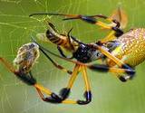 photo of a huge spider in its web waiting for its pray