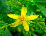 photo of a closeup of a St. John's Wort flower growing in a garden