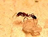 photo of a sugar ant (pharaoh ant) sitting on a sugar crystal