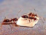 photo of several ants (pharaoh ant) sitting on a wafer crumb