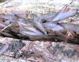 photo of a pile of termite wings