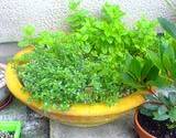 tyme, mint and parsley growning in one container