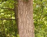 photo of a white oak bark tree a natural herbal remedy for gingivitis