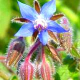 blue edible flower borage