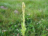 Common Mullein is a medicinal herb used for cough.