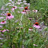photo of a field of echinacea well known for boosting immune system