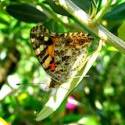 photo of a butterfly resting on a branch filled with olive leaves width=