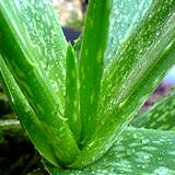 photo of an aloe vera plant a natural remedy for sunburn relief