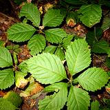 photo of a American ginseng growing in herb garden leaves makes an important medicinal tea