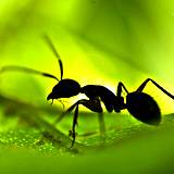 photo of an ant sitting on a large green leaf