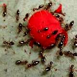 photo of a group of ants eating watermelon