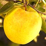 photo of a yummy yellow delicious apple boost the immune system