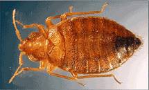 photo of a closeup of a bed bug
