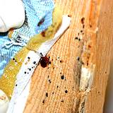 photo of a bed spring infested with bed bugs and eggs