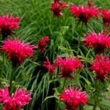 photo of bee balm with bright red blooms growing makes a healthful medicinal tea