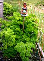 photo of a garden plot with huge parsley plants