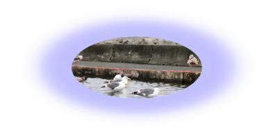 sea gull bird bath